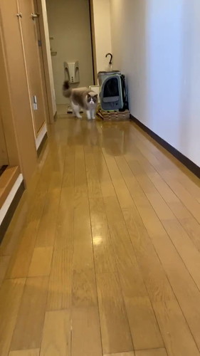 近づく猫