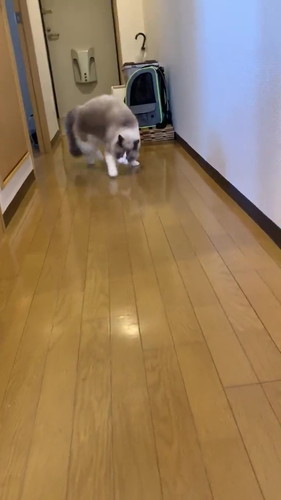 猫のやんのかステップ