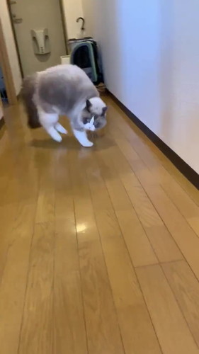 元気な猫