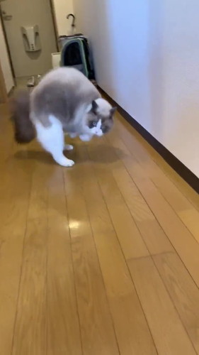 テンションが高い猫