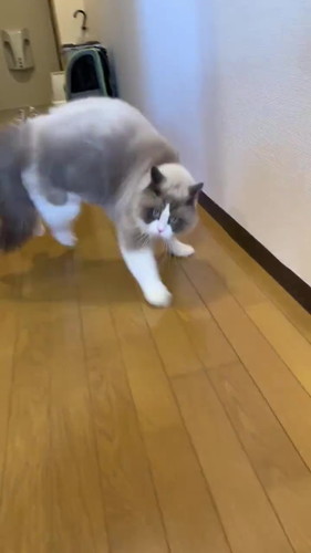 激しいやんのかステップ
