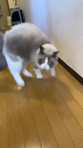 やんのかステップで近づく猫
