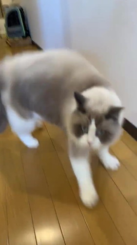 急停止する猫