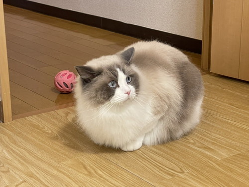 まんまるなラグドール