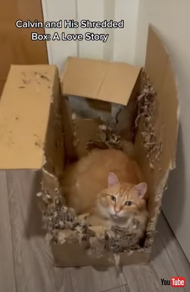 段ボールに住みついた猫