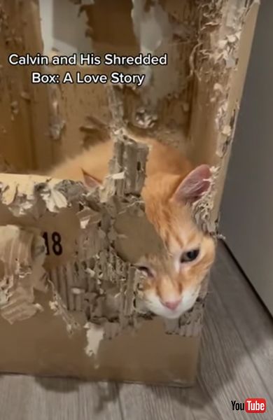 段ボールが気に入った猫