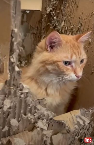 段ボールをボロボロにした猫