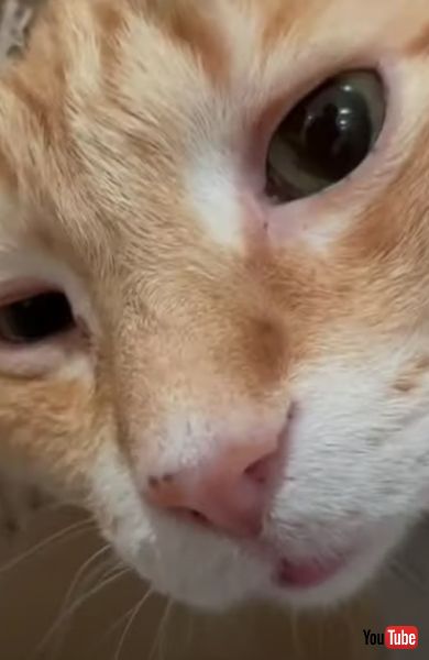 段ボールが大好きな猫