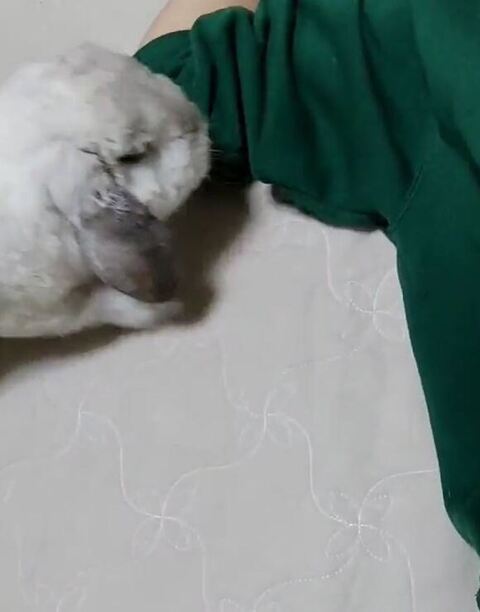 近寄ってくむみくん