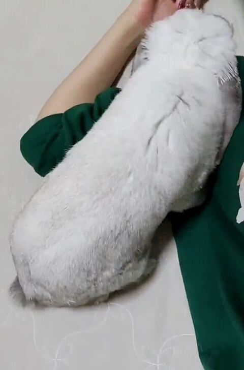 飼い主さんの腕に乗るむみくん