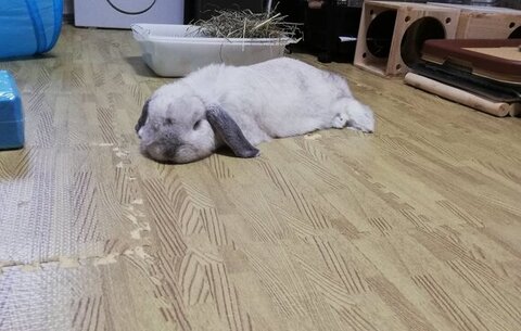 寝転んでいるむみくん