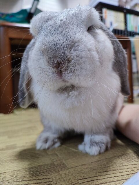 佇んでいるむみくん