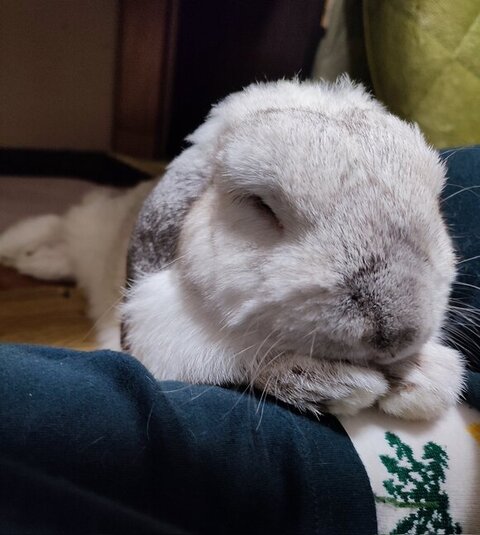 カゴに入るにゃむくん