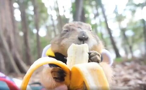 バナナを食べるプレーリードッグ