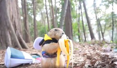 1人でバナナを食べるプレーリードッグ