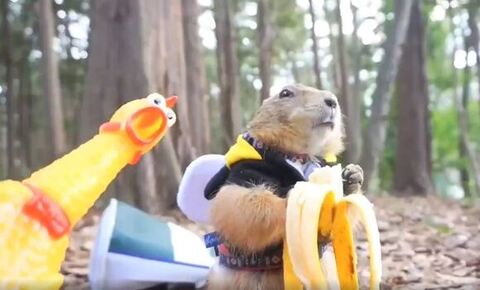 バナナを再び食べ出すプレーリードッグ