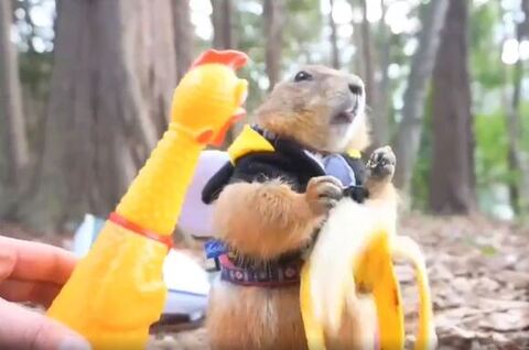 バナナを落とすプレーリードッグ