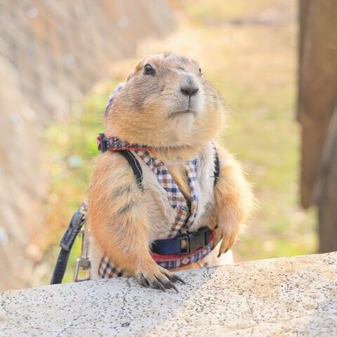 何かを見つめるプレーリードッグ