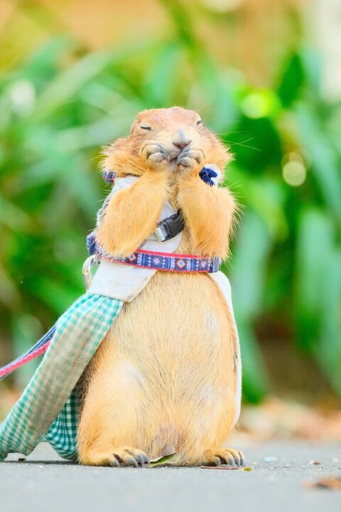 毛づくろいするプレーリードッグ