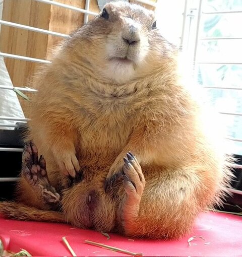 洋服を脱いだプレーリードッグ