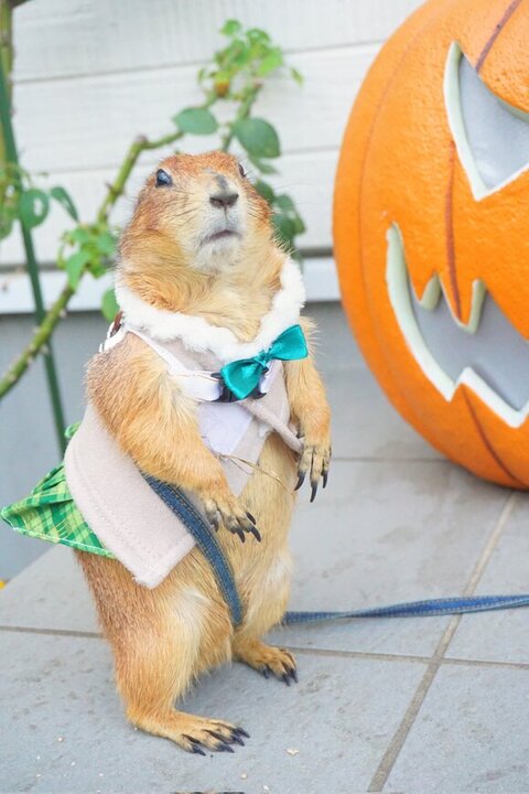 コスプレをするプレーリードッグ