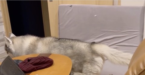 シベリアンハスキーがそっぽ向き