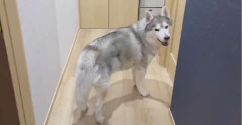 シベリアンハスキーの満面の笑み