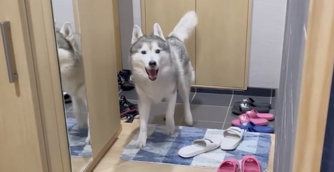 シベリアンハスキーが急かす