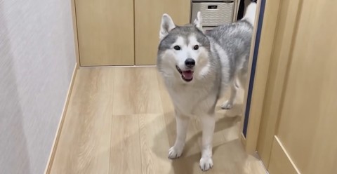 シベリアンハスキーが散歩に行きたいアピール