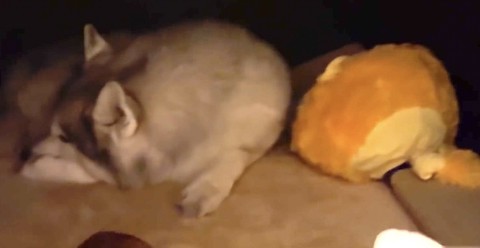 シベリアンハスキーの就寝