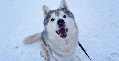シベリアンハスキーが雪の上を走り回る