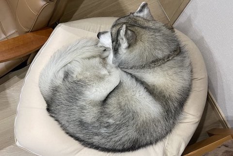 シベリアンハスキーの丸まり