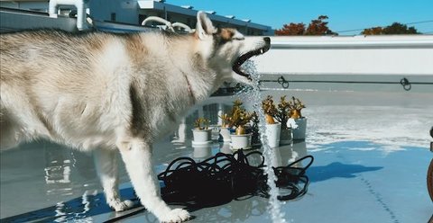 シベリアンハスキーの水遊び