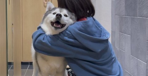 シベリアンハスキーが身体を拭かれている