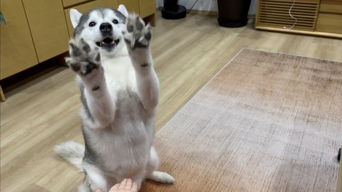 シベリアンハスキーが万歳