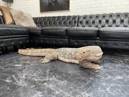 部屋で寝ている大きなトカゲさん