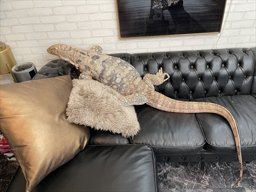 ソファにのぼる大きなトカゲさん
