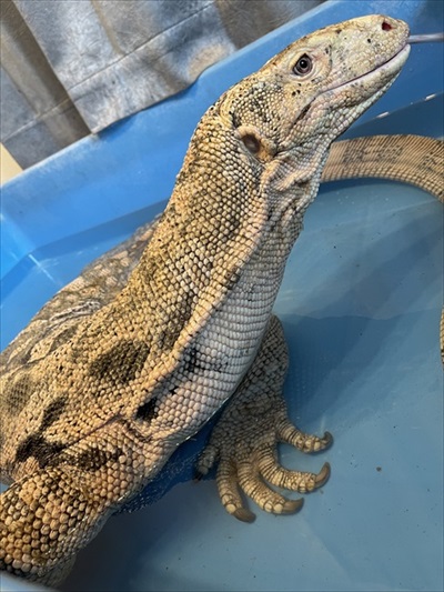 水が気持ちいい大きなトカゲさん