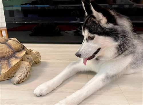 カメとハスキー