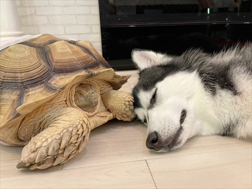 一緒に寝るカメとハスキー