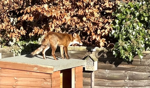 小屋の上にのぼるキツネ