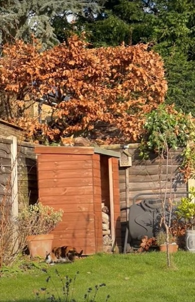 キツネに近づく猫