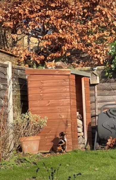 キツネを見つけた三毛猫