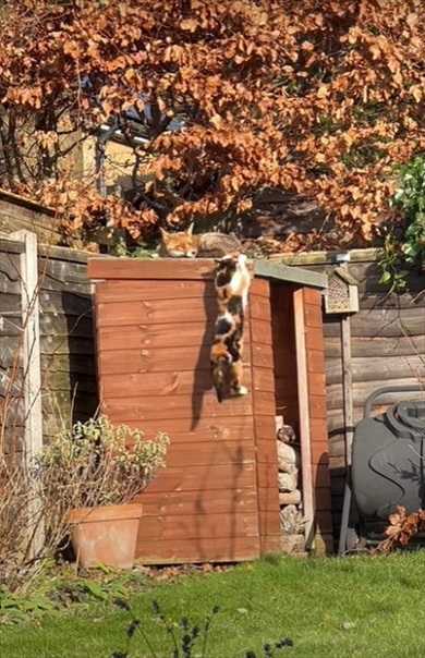 小屋の上にジャンプ