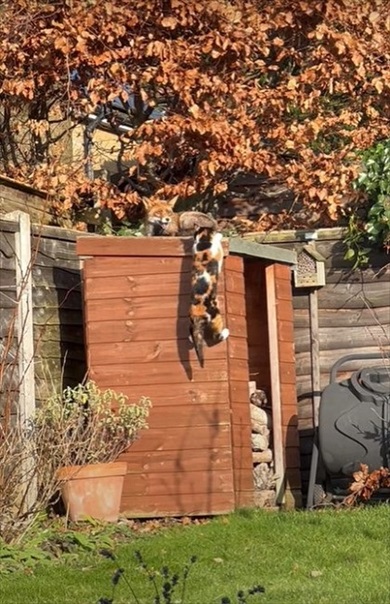 猫とキツネがばったり遭遇