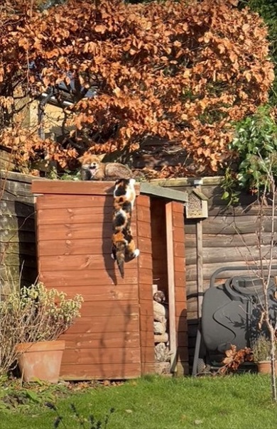 キツネが猫を威嚇