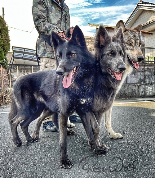 ケルベロスにそっくりなウルフドッグ