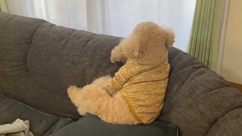 ソファに座り後ろ姿を見せるトイプードル