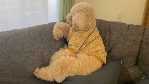 人間のような座り方のトイプードル