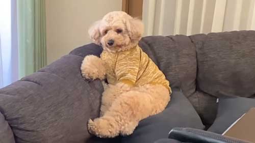 問いかけるような表情のトイプードル